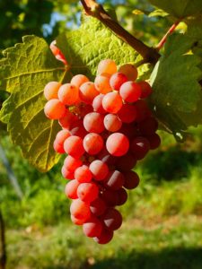 Gewurztraminer 2018 - Image 2