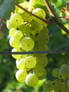 Pinot Blanc 2018 - Image 2