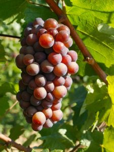 Pinot Gris 2019 - Image 2