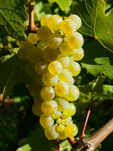 Riesling 2018 – Bild 2