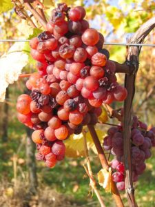 Die Riesling-Späternte – Bild 2